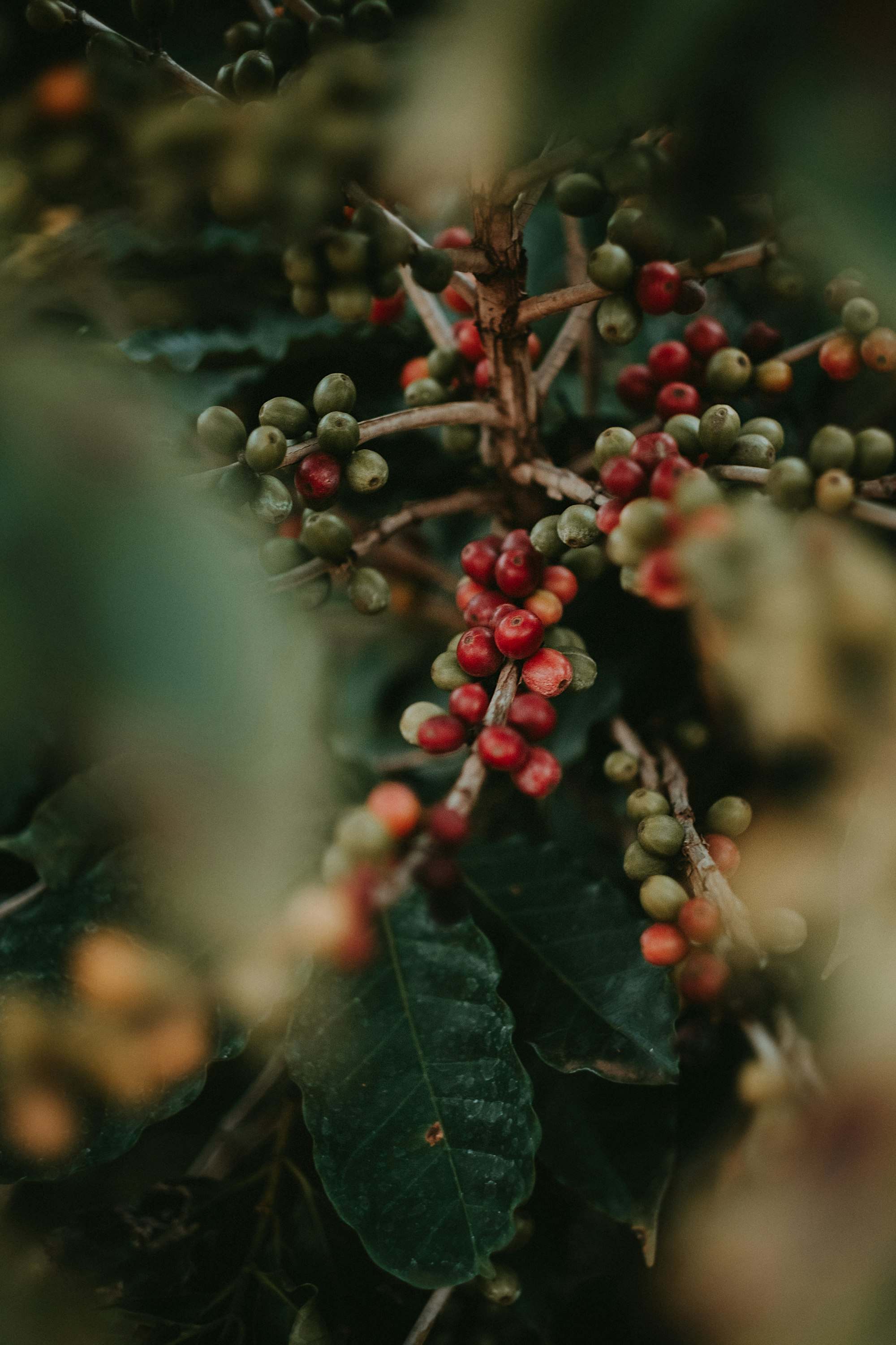 Cerezas de café rojas y verdes en una rama del cafeto